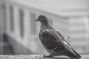Znepříjemňují vám život holubi? Poradíme, co na ně platí